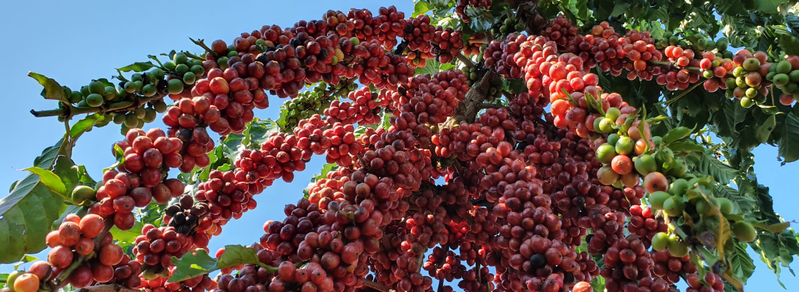 Matas de Rondônia 1