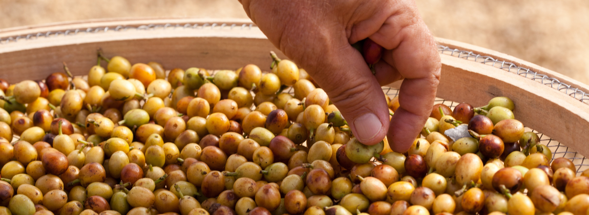 Mantiqueira de Minas 2
