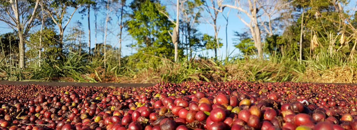 Matas de Rondônia 2