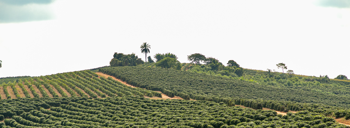Campo das Vertentes 5