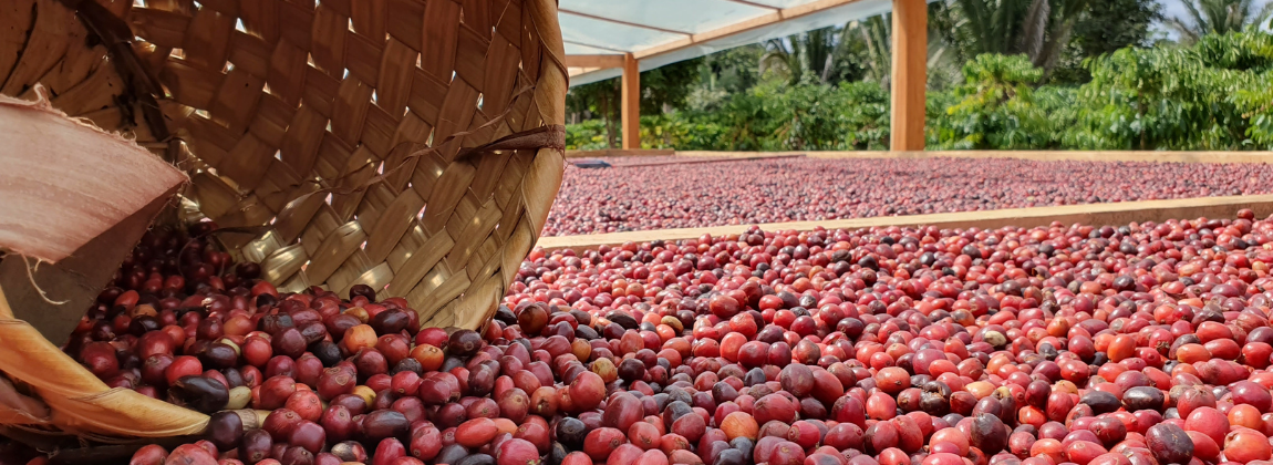 Matas de Rondônia 3