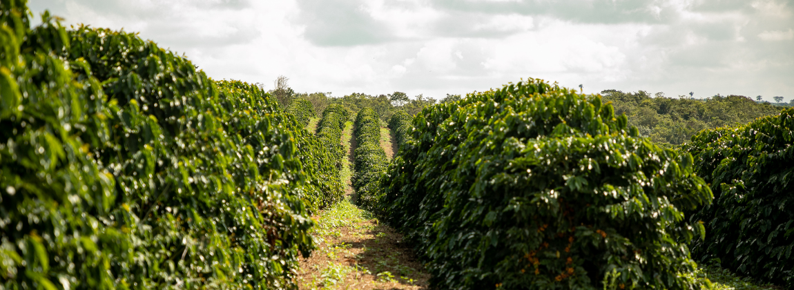 Campo das Vertentes 4