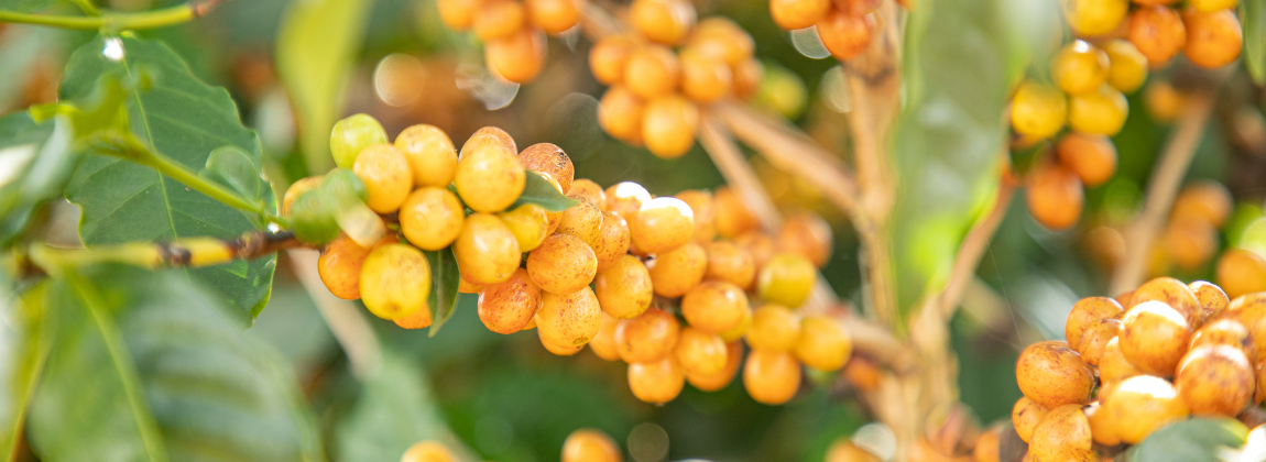 Campo das Vertentes 3
