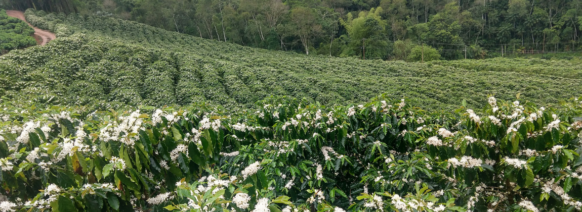 Montanhas do Espírito Santo 5