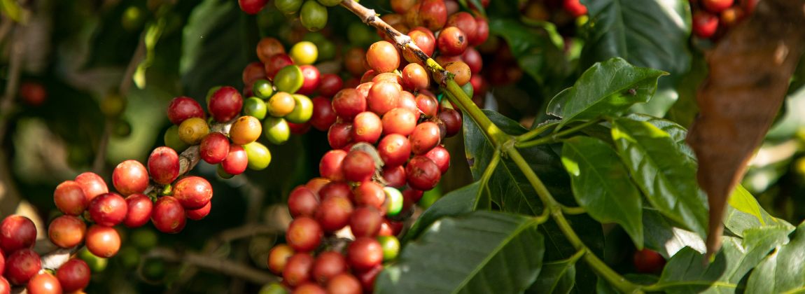 Campo das Vertentes 2