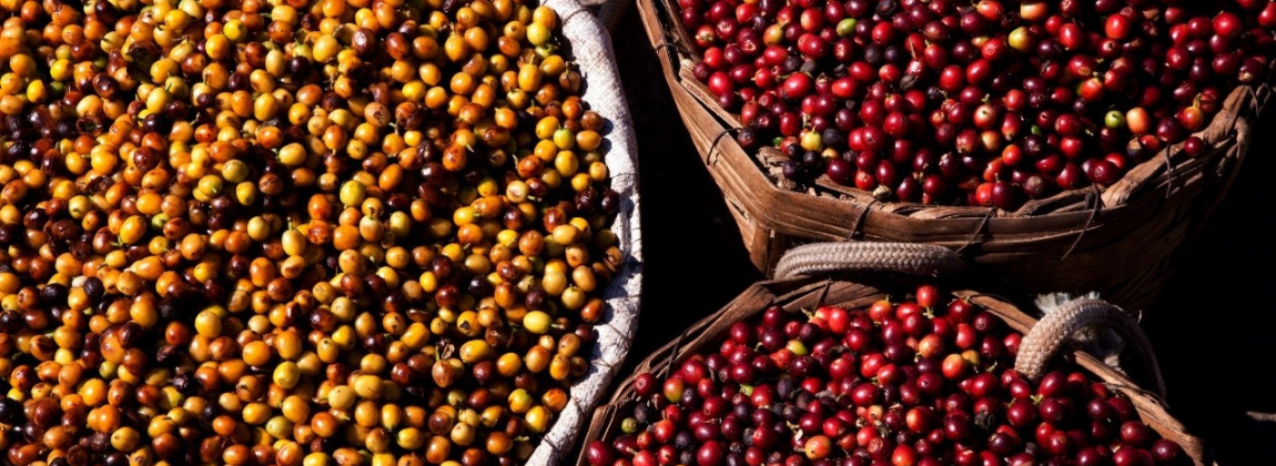 Mantiqueira de Minas 4