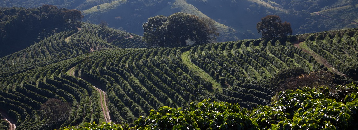 Mantiqueira de Minas 6