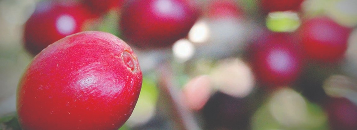 Norte Pioneiro do Paraná 1