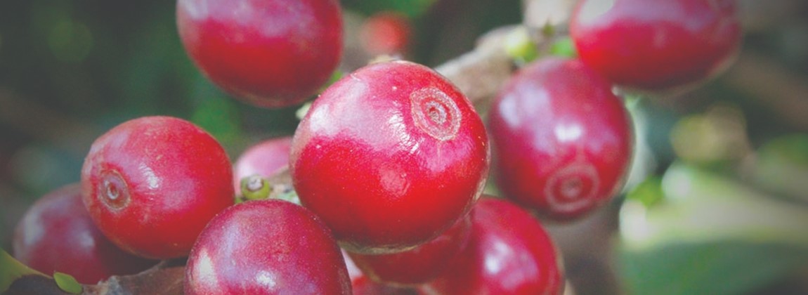 Norte Pioneiro do Paraná 2