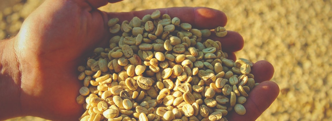 Norte Pioneiro do Paraná 3