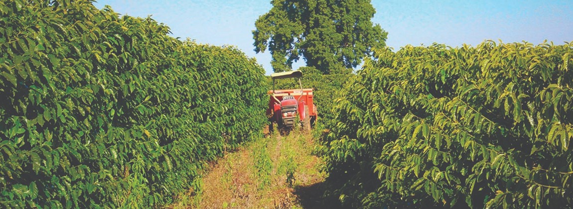 Norte Pioneiro do Paraná 5