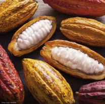 Cacao Amazonas Perú 1
