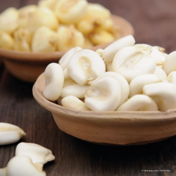 Maíz Blanco Gigante Cusco 1